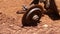 Tractor plow on red soil, Thailand