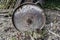 Tractor plow wheel in a countryside barn