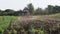 Tractor plowing the black earth plow field at morning overgrown with weeds