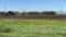 Tractor plowing a field in Australia