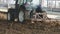 Tractor plowing Manure in a dairy farm shed