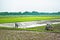 Tractor plowing in the paddy field