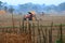 Tractor plowing a rice field in Nepal