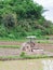 The tractor is plowing soil to prepare for cultivating rice. In Northern, Thailand in the rain season, farmers start cultivating