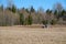 Tractor plows the earth near the forest