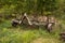 the tractor plows the field after the summer harvest