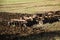 Tractor plows and harrows  land in  large field on  sunny spring day. preparing  soil for planting crops, plowing  soil with