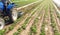 A tractor plows the soil between the rows of a potato plantation. Crop care. Improving quality of ground to allow water and