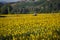 Tractor plows through sunflower field in full bloom at dawn in Tuscany, Italy