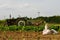 Tractor potatoe harvest 2