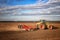 The tractor prepares the ground for sowing and cultivation.