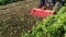 The tractor processes pepper bushes into fertilizers after harvesting. A farmer plows and fertilize a field. Pepper plantations