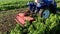 The tractor processes pepper bushes into fertilizers after harvesting. A farmer plows and fertilize a field. Pepper plantations