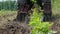 the tractor processes the soil near the freshly planted seedlings