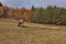 Tractor pulls the fallen tree. Working in the forest. Tractor is skidding cut trees out of the forest. Skidding timber.