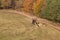 Tractor pulls the fallen tree. Working in the forest. Tractor is skidding cut trees out of the forest. Skidding timber.