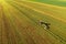 Tractor raking grass for silage harvesting. Agriculture machinery working at field. Grass Silage for animal feeding on the farm.