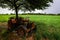 The Tractor on the Rice Cornfield