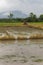 tractor in rice field, Mechanism farmer rice cultivation