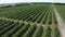 Tractor rides along green raws of blueberry field on blueberry plantation. Removal of weeds by agricultural machinery