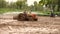 Tractor rides on mud in fields