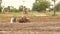 Tractor rides on mud in fields