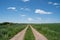 Tractor road in the green fresh cornfield in spring