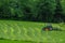 Tractor with a rotary hay tedder