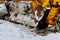 Tractor snow plow clears streets of snow after blizzard.