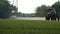 Tractor spraying agriculture crop rapeseed field