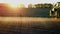 Tractor spraying chemicals in a field at sunset.