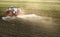 Tractor spraying corn field