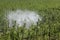 Tractor spraying insecticide or fungicide in apple orchard