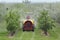 Tractor spraying insecticide or fungicide in peach orchard