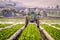 Tractor spraying pesticide on strawberry crops