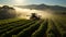 Tractor spraying pesticides on a vast green soybean plantation during the early morning hours. AI Generated