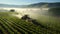 Tractor spraying pesticides on a vast green soybean plantation during the early morning hours. AI Generated