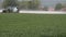 Tractor spraying soybean field at spring