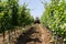 Tractor spraying vineyard