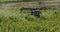Tractor spraying vineyards, France
