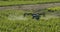 Tractor spraying vineyards, France