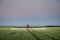 Tractor spraying wheat