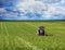 Tractor spraying wheat field