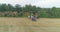 A tractor sprays a wheat field, a top view. Large wheat field drone view. Protecting fields from pests