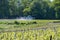 Tractor sprinkles young shoots of grapes on premier cru champagne vineyards in village Hautvillers near Epernay, Champange, France