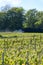 Tractor sprinkles young shoots of grapes on premier cru champagne vineyards in village Hautvillers near Epernay, Champange, France