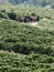 Tractor stopped in a coffee field