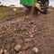 Tractor with suspended equipment for potato harvesting, organically grown potatoes without chemicals.