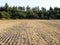 Tractor tilled wheat the field