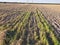 Tractor tilled wheat the field